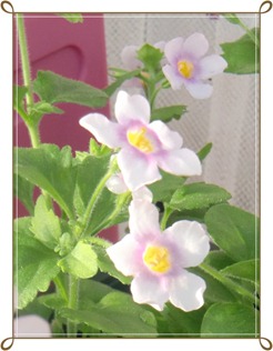 bacopa