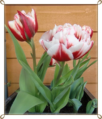 [tulipan[5].jpg]