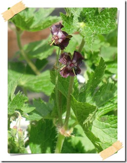 geranium1