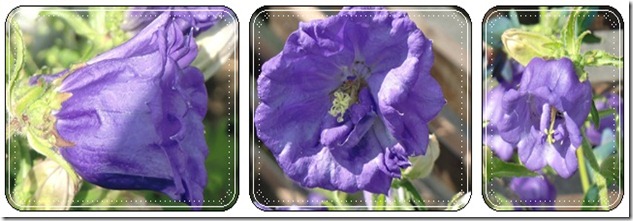 Campanula Dwarf Double 'Melton Bells'