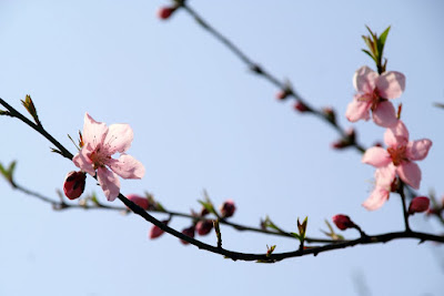 http://lh6.ggpht.com/__bYqhw3rRSY/SbzwW2kaCcI/AAAAAAAAMIU/LU_pr04fUKs/s400/PICT0046.JPG
