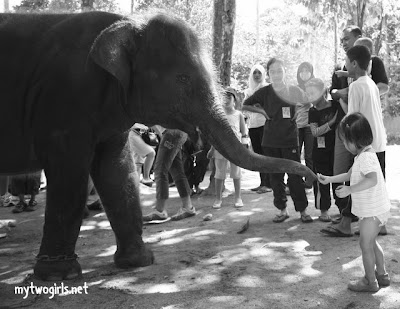 Kuala Gandah Elephant Sanctuary - Zaria feeding the elephant