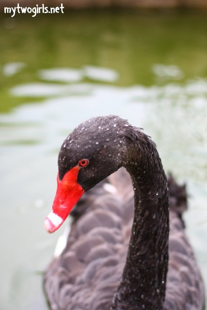 Black Swan
