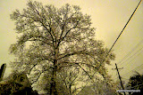 150 year old red oak at night, backlit by thundersnow.