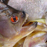 Fresh Piranna (this is the non-biting kind)