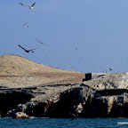 Birds, Birds, Birds.  Wear a hat if you don't want to collect guano.