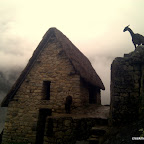 Alpacas inhabit Machu Picchu at the pinacle of the earth.