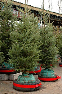 [xmastree_live[2].jpg]