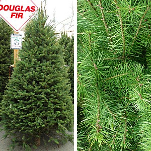 [xmastree_douglas[2].jpg]