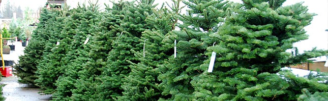[christmas-trees-4sale[2].jpg]
