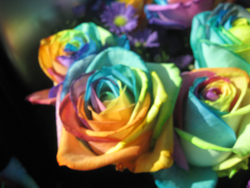 Pictures Of Rainbow Roses. trinket Rainbows roses