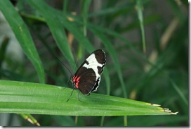 IMG_2554 IMG_2554