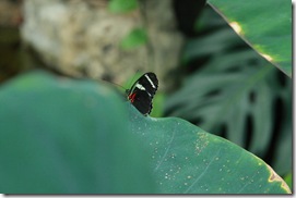 IMG_2556 IMG_2556