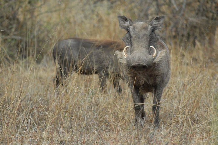 facoceri in south africa
