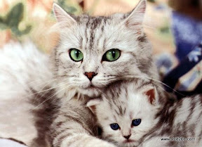 عکسهای باحال و بانمک حیوانات عکسهای باحال و بانمک حیوانات