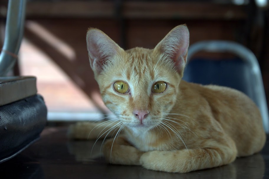 Temple Cat, Wat Pho Bangkok, Thailand Temple Cat, Wat Pho Bangkok, Thailand