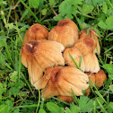 Mica cap