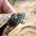 Painted Turtle