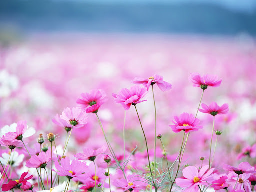 花花草草