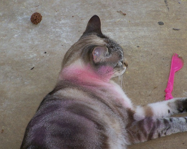 [Pink cat[2].jpg]