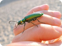 800px-Green_insect_on_hand