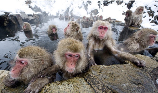 snow-monkeys (1) snow-monkeys (1)