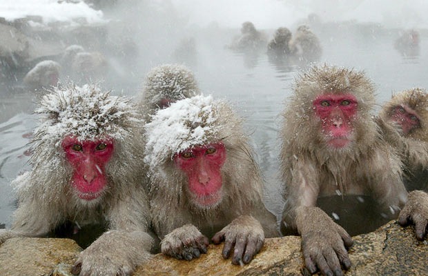 snow-monkeys (3) snow-monkeys (3)