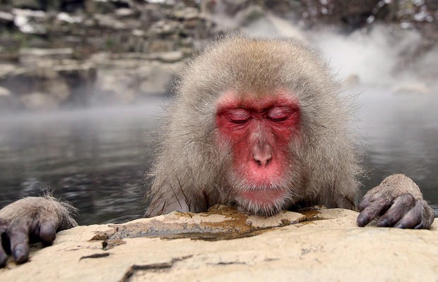 snow-monkeys (4)