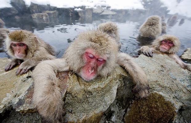 snow-monkeys (10) snow-monkeys (10)