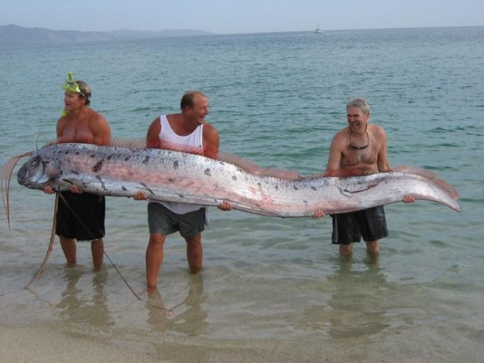 oarfish oarfish
