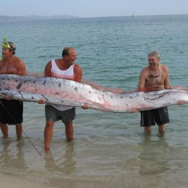 Oarfish: The longest fish in the world