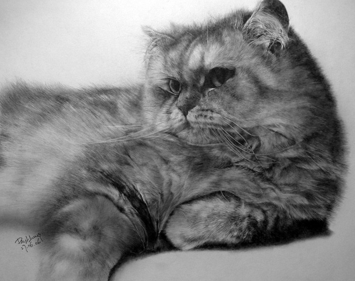 Cat_drawing