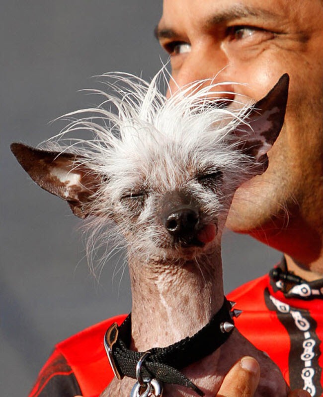 ugliest-dog (5) ugliest-dog (5)