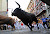 Festival of San Fermin 2010 (Day 2): Bull Running