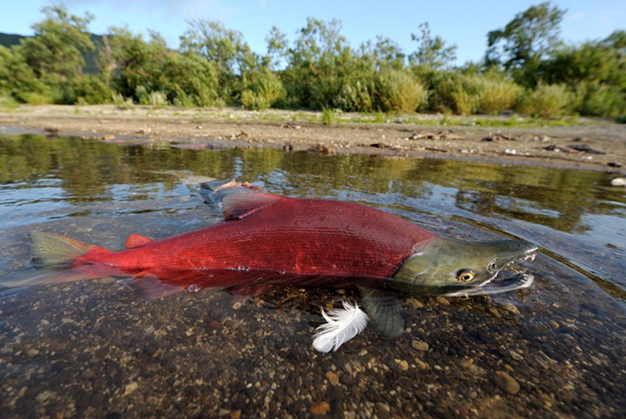 Some of the salmon rushing to spawn are thrown to shore where they become easy prey for seagulls and bears/n South Kamchatka Sanctuary<><>Oncorhynchus nerka; South Kamchatka Sanctuary; Kamchatka; Kuril Lake; sockeye; salmon; spawning