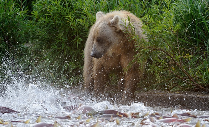 A bear with hoards of spawning sockeye/n
South Kamchatka Sanctuary<><>South Kamchatka Sanctuary; sockeye; Kamchatka; bear; Kuril Lake; salmon