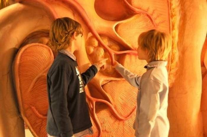 diaforetiko.gr :  Μπείτε μέσα στο σώμα σας στο μουσείο του ανθρώπινου σώματος στην Ολλανδία!