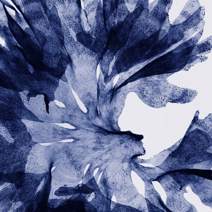 X Ray Flowers...***EXCLUSIVE***
UNSPECIFED - UNDATED: Seaweed, coloured X-ray.
These mesmerising shots are the fruit of years of careful experimentation by artist Hugh Turvey, using x-rays to really get under the surface of things. The technique, which came about thanks to a chance commission from a musician friend who wanted an x-ray image, has been 14 years in the making and has now been so well honed by Hugh that his work is becoming highly sought after. The flowers are the latest in a long line of subjects, including motorbikes, suitcases and stiletto-clad feet.
PHOTOGRAPH BY SPL / BARCROFT MEDIA LTD
UK Office, London.
T +44 845 370 2233
W www.barcroftmedia.com
USA Office, New York City.
T +1 212 564 8159
W www.barcroftusa.com
Indian Office, Delhi.
T +91 114 653 2118
W www.barcroftindia.com
Australasian & Pacific Rim Office, Melbourne.
E info@barcroftpacific.com
T +613 9510 3188 or +613 9510 0688
W www.barcroftpacific.com