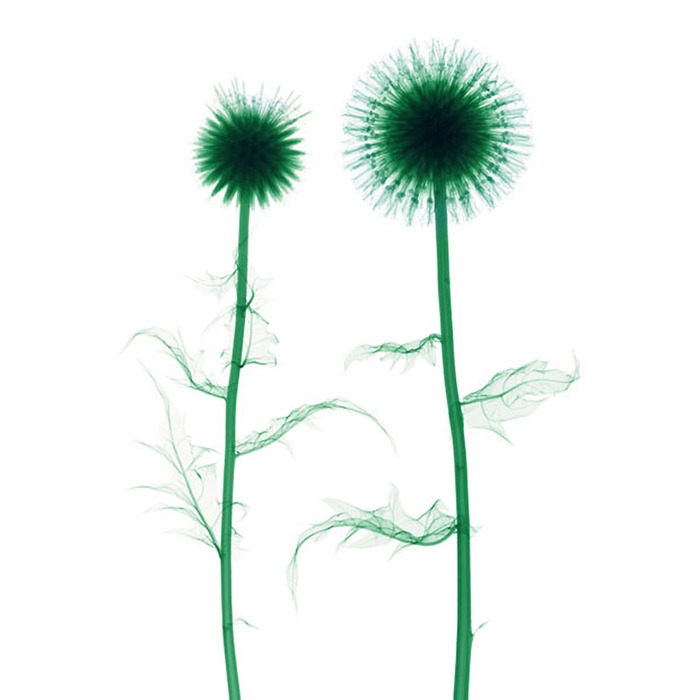 X Ray Flowers...***EXCLUSIVE***
UNSPECIFED - UNDATED: Thistles, coloured X-ray.
These mesmerising shots are the fruit of years of careful experimentation by artist Hugh Turvey, using x-rays to really get under the surface of things. The technique, which came about thanks to a chance commission from a musician friend who wanted an x-ray image, has been 14 years in the making and has now been so well honed by Hugh that his work is becoming highly sought after. The flowers are the latest in a long line of subjects, including motorbikes, suitcases and stiletto-clad feet.
PHOTOGRAPH BY SPL / BARCROFT MEDIA LTD
UK Office, London.
T +44 845 370 2233
W www.barcroftmedia.com
USA Office, New York City.
T +1 212 564 8159
W www.barcroftusa.com
Indian Office, Delhi.
T +91 114 653 2118
W www.barcroftindia.com
Australasian & Pacific Rim Office, Melbourne.
E info@barcroftpacific.com
T +613 9510 3188 or +613 9510 0688
W www.barcroftpacific.com X Ray Flowers...***EXCLUSIVE***
UNSPECIFED - UNDATED: Thistles, coloured X-ray.
These mesmerising shots are the fruit of years of careful experimentation by artist Hugh Turvey, using x-rays to really get under the surface of things. The technique, which came about thanks to a chance commission from a musician friend who wanted an x-ray image, has been 14 years in the making and has now been so well honed by Hugh that his work is becoming highly sought after. The flowers are the latest in a long line of subjects, including motorbikes, suitcases and stiletto-clad feet.
PHOTOGRAPH BY SPL / BARCROFT MEDIA LTD
UK Office, London.
T +44 845 370 2233
W www.barcroftmedia.com
USA Office, New York City.
T +1 212 564 8159
W www.barcroftusa.com
Indian Office, Delhi.
T +91 114 653 2118
W www.barcroftindia.com
Australasian & Pacific Rim Office, Melbourne.
E info@barcroftpacific.com
T +613 9510 3188 or +613 9510 0688
W www.barcroftpacific.com