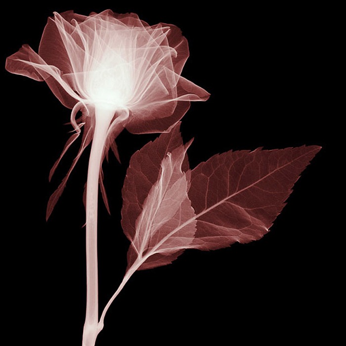 X Ray Flowers...***EXCLUSIVE*** UNSPECIFED - UNDATED: Rose, X-ray. These mesmerising shots are the fruit of years of careful experimentation by artist Hugh Turvey, using x-rays to really get under the surface of things. The technique, which came about thanks to a chance commission from a musician friend who wanted an x-ray image, has been 14 years in the making and has now been so well honed by Hugh that his work is becoming highly sought after. The flowers are the latest in a long line of subjects, including motorbikes, suitcases and stiletto-clad feet. PHOTOGRAPH BY SPL / BARCROFT MEDIA LTD UK Office, London. T +44 845 370 2233 W www.barcroftmedia.com USA Office, New York City. T +1 212 564 8159 W www.barcroftusa.com Indian Office, Delhi. T +91 114 653 2118 W www.barcroftindia.com Australasian & Pacific Rim Office, Melbourne. E info@barcroftpacific.com T +613 9510 3188 or +613 9510 0688 W www.barcroftpacific.com