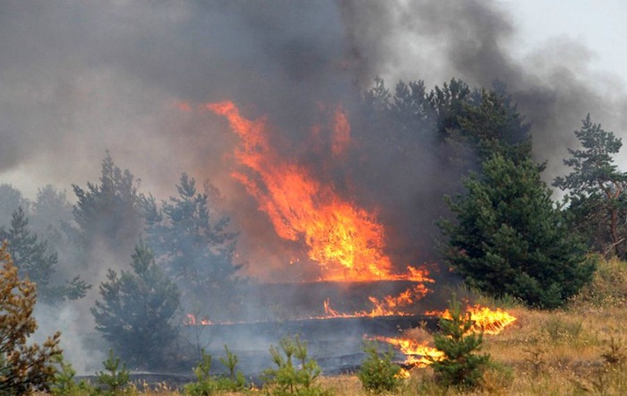 russia-forest-fire (16)