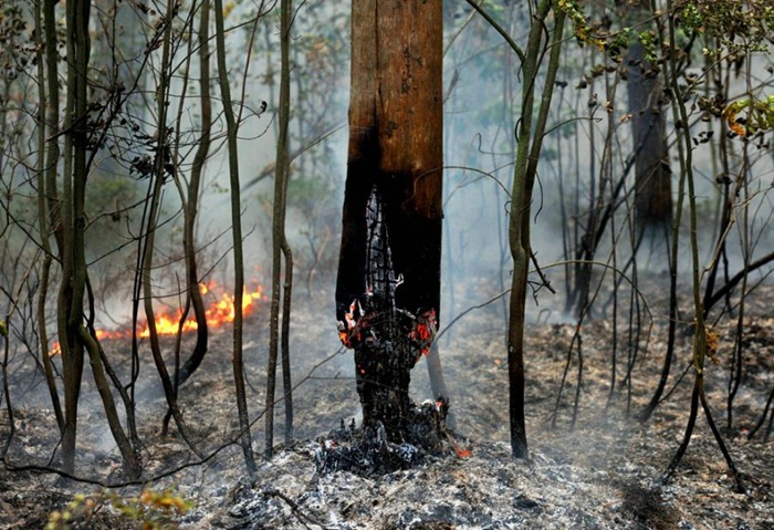 russia-forest-fire (17)