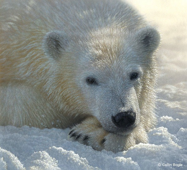 polarbearcub polarbearcub