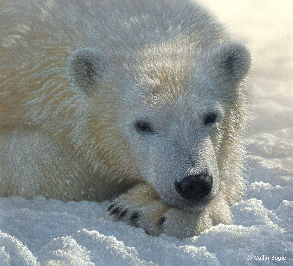 polarbearcub