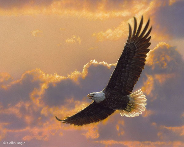 soaringspirit soaringspirit