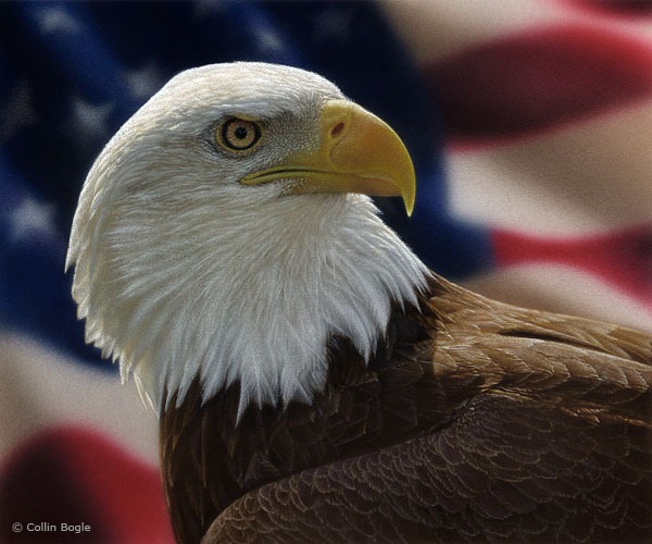americanbaldeagle americanbaldeagle