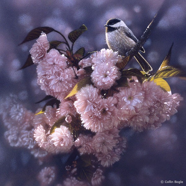 inspringpink inspringpink