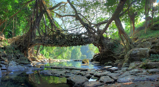 cherrapunji root bridges