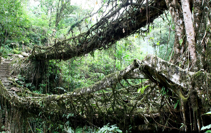 root-bridges (2) root-bridges (2)