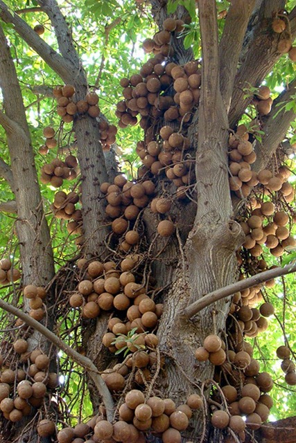 cannonball-tree (13) cannonball-tree (13)